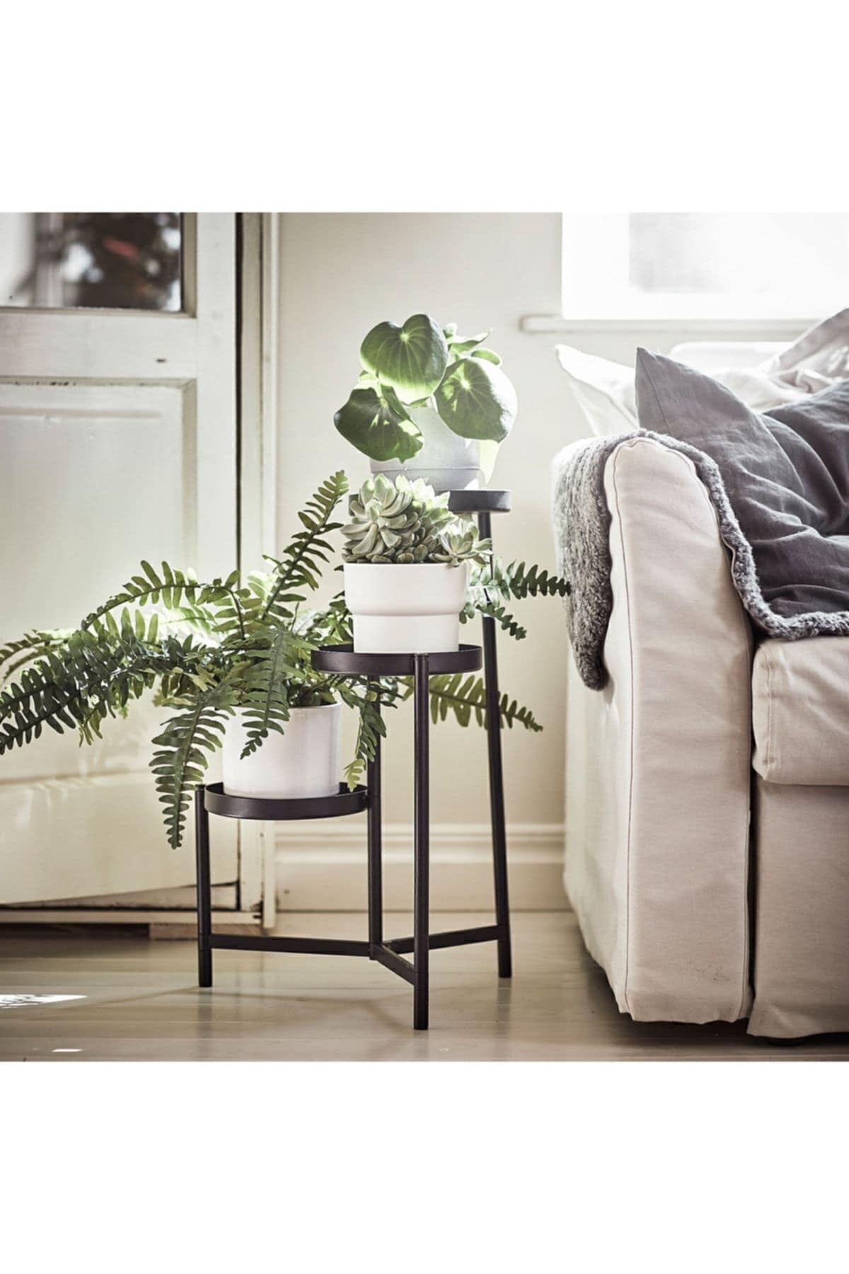 Olıvblad Çiçeklik, Siyah